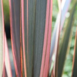 Phormium 'Sundowner'