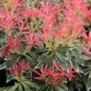 Pieris 'Flaming Silver'