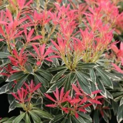Pieris 'Flaming Silver'