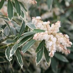 Pieris 'Flaming Silver' -Pure Botanica pl0000004236 card3 lg