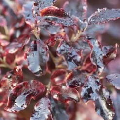 Pittosporum Tenuifolium 'Tom Thumb'