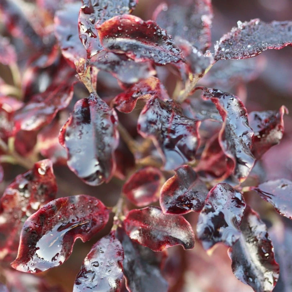 Pittosporum Tenuifolium 'Tom Thumb' 1 Pittosporum Tenuifolium 'Tom Thumb'
