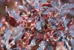 Pittosporum Tenuifolium 'Tom Thumb' 9 Pittosporum Tenuifolium 'Tom Thumb' -Pure Botanica pl0000004262 card4 lg