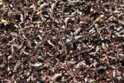 Pittosporum Tenuifolium 'Tom Thumb' 10 Pittosporum Tenuifolium 'Tom Thumb' -Pure Botanica pl0000004262 card5 lg