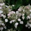 Schizophragma Hydrangeoides
