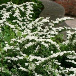 Spiraea Nipponica 'Snowmound'