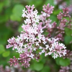 Syringa Meyeri 'Palibin' -Pure Botanica pl0000004435 card3 lg