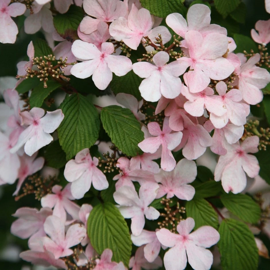 Viburnum Plicatum F. Tomentosum 'Pink Beauty' 1 Viburnum Plicatum F. Tomentosum 'Pink Beauty'