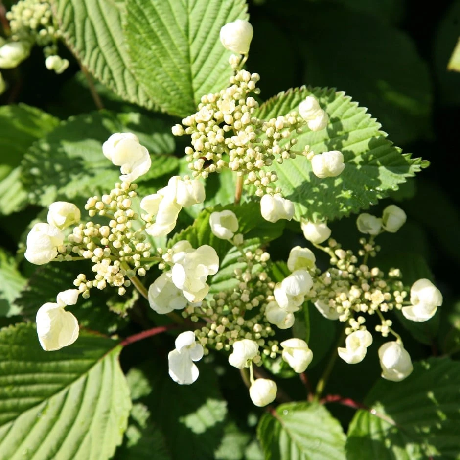 Viburnum Plicatum F. Tomentosum 'Mariesii' 1 Viburnum Plicatum F. Tomentosum 'Mariesii'