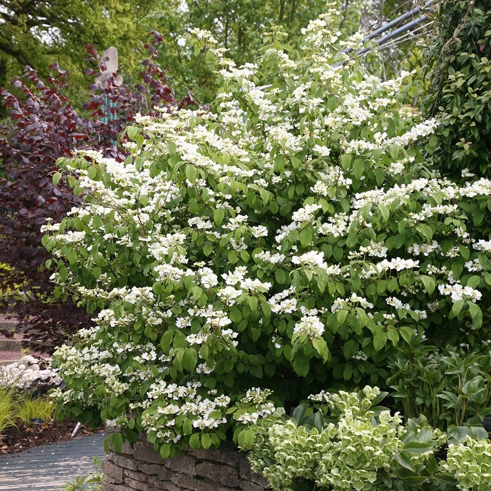 Viburnum Plicatum F. Tomentosum 'Mariesii' 2 Viburnum Plicatum F. Tomentosum 'Mariesii' - Image 2