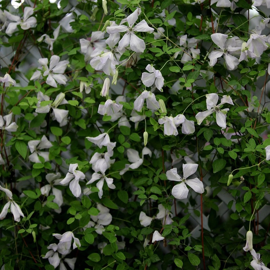 Clematis 'Alba Luxurians' 1 Clematis 'Alba Luxurians'
