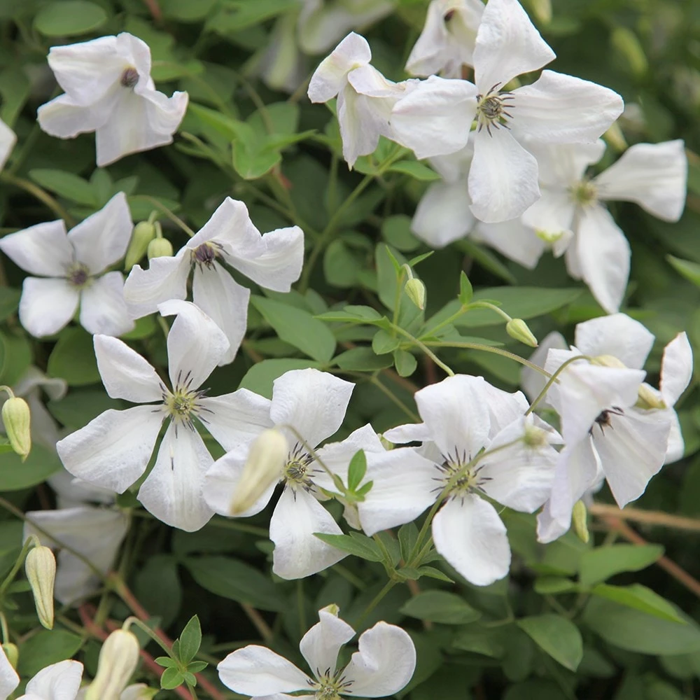 Clematis 'Alba Luxurians' 2 Clematis 'Alba Luxurians' - Image 2