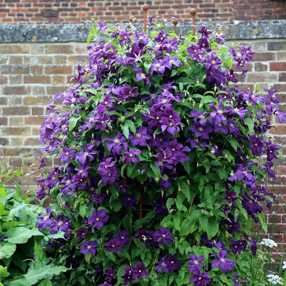 Clematis 'Polish Spirit' 1 Clematis 'Polish Spirit'
