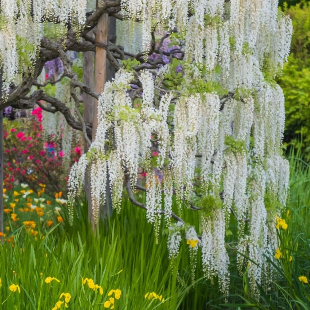 Wisteria Sinensis Var. Sinensis F. Alba 2 Wisteria Sinensis Var. Sinensis F. Alba - Image 2