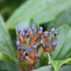 Viburnum Davidii -Pure Botanica pl0000008067 card3 lg