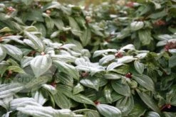 Viburnum Davidii -Pure Botanica pl0000008067 card4 lg