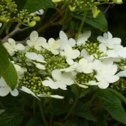 Viburnum Plicatum 'Summer Snowflake'