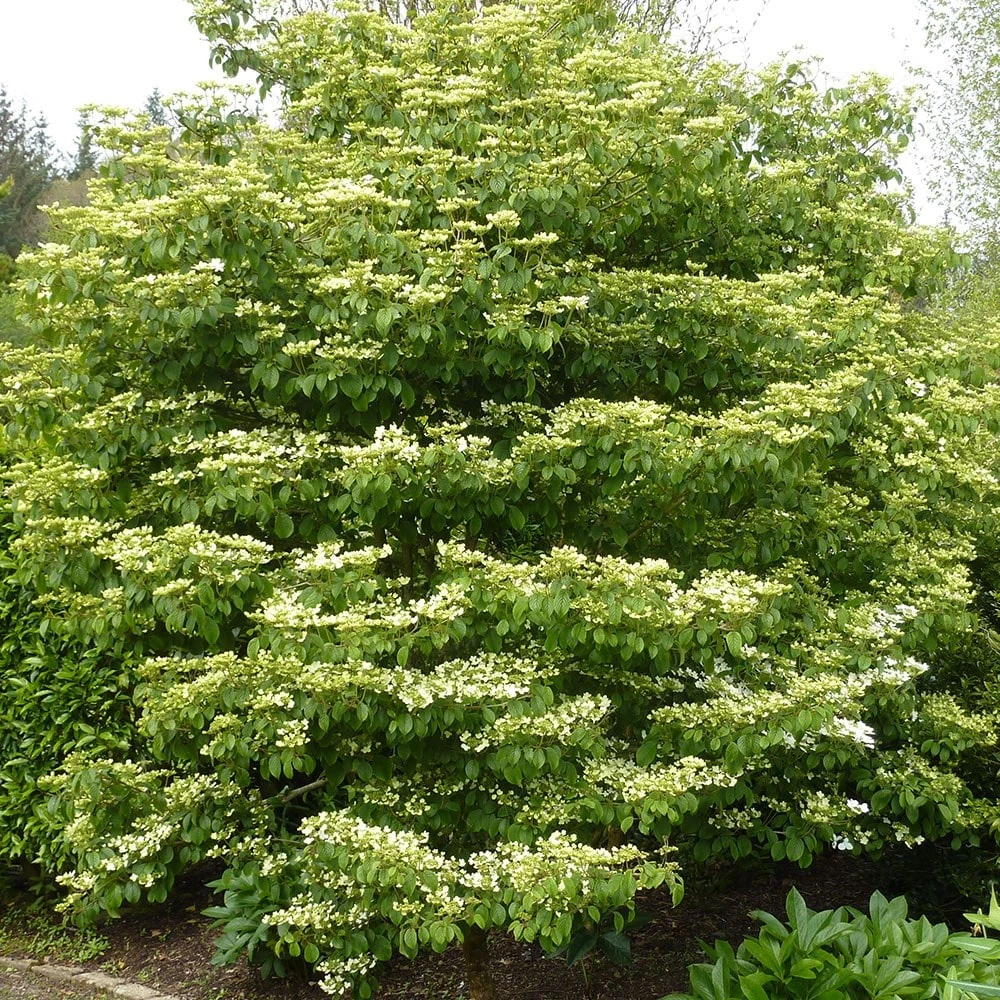 Viburnum Plicatum 'Summer Snowflake' 2 Viburnum Plicatum 'Summer Snowflake' - Image 2