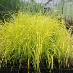 Carex Elata 'Aurea' -Pure Botanica pl0000077799 card3 lg