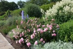 Rosa Bonica ('Meidomonac') (PBR) 8 Rosa Bonica ('Meidomonac') (PBR) -Pure Botanica pl0000077825 card4 lg