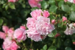 Rosa Bonica ('Meidomonac') (PBR) 9 Rosa Bonica ('Meidomonac') (PBR) -Pure Botanica pl0000077825 card5 lg