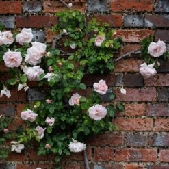 Rosa 'New Dawn' 6 Rosa 'New Dawn' -Pure Botanica pl0000077913 card3 lg