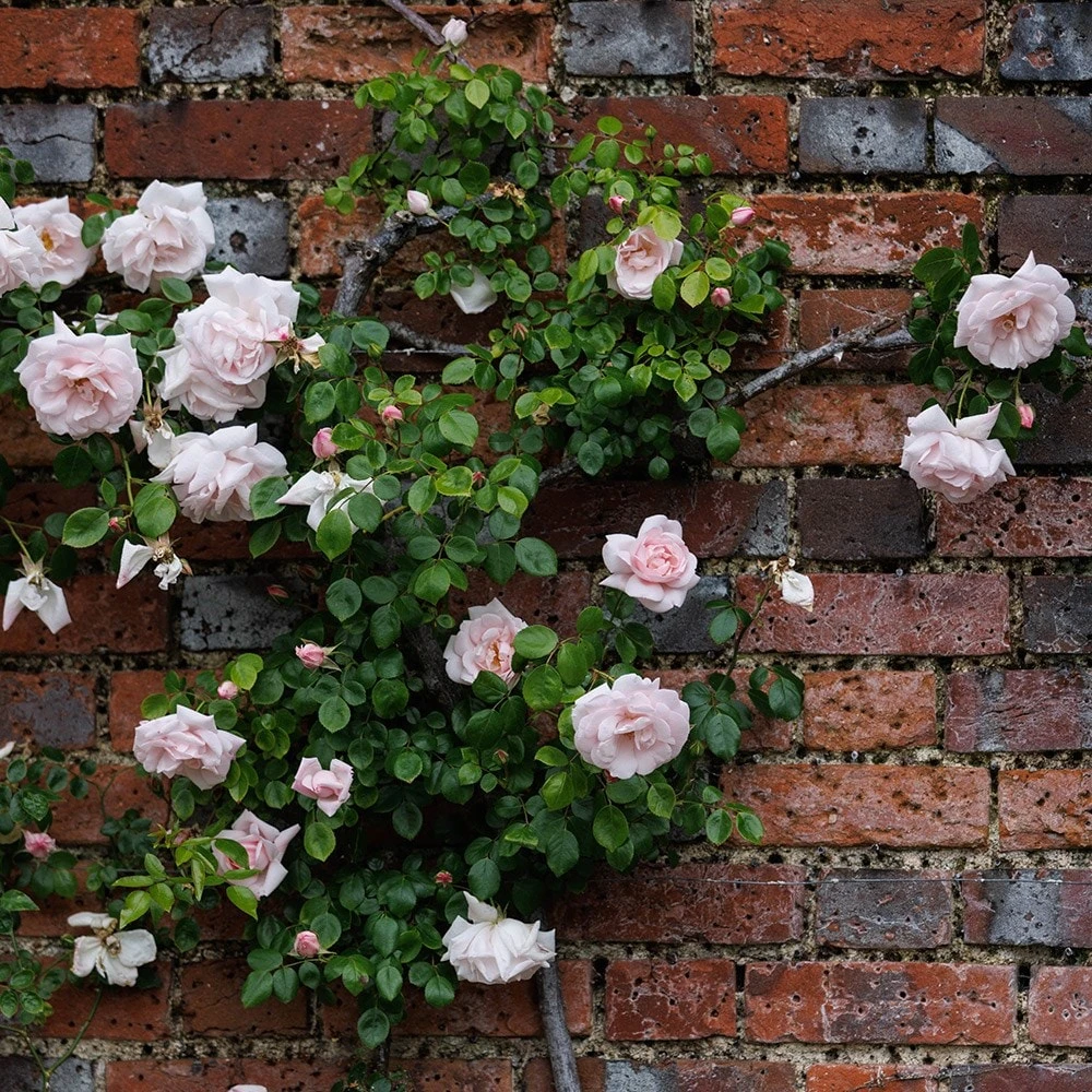 Rosa 'New Dawn' 3 Rosa 'New Dawn' - Image 3