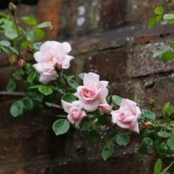 Rosa 'New Dawn' 7 Rosa 'New Dawn' -Pure Botanica pl0000077913 card4 lg