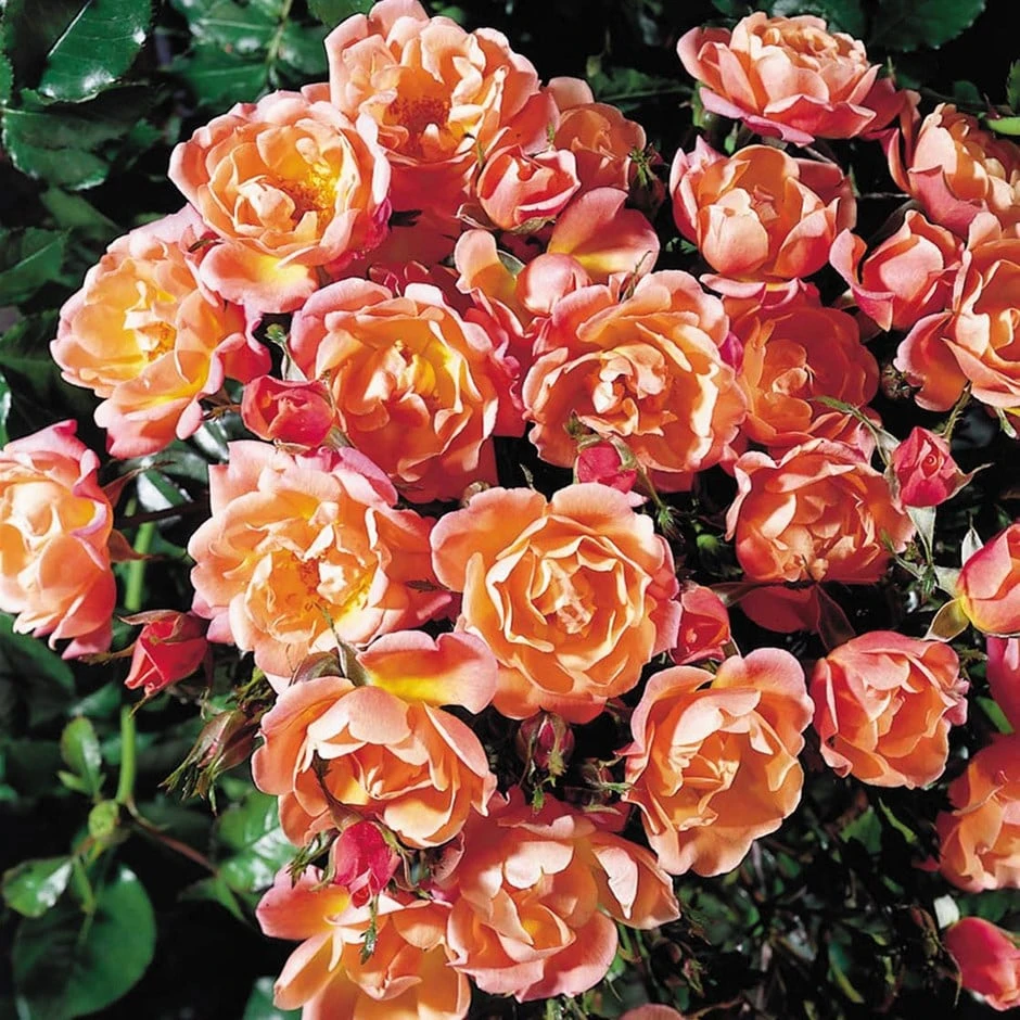 Rosa Thank You ('Chesdeep') (PBR) 1 Rosa Thank You ('Chesdeep') (PBR)