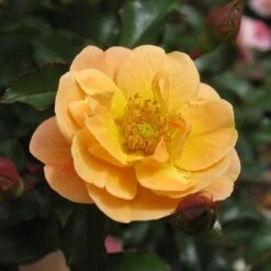 Rosa Flower Carpet Amber ('Noa97400a') (PBR) -Pure Botanica pl0000077994 card5 lg