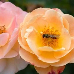 Rosa Flower Carpet Amber ('Noa97400a') (PBR) -Pure Botanica pl0000077994 card6 lg