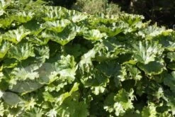 Darmera Peltata -Pure Botanica pl0000078140 card3 lg