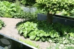 Darmera Peltata -Pure Botanica pl0000078140 card4 lg