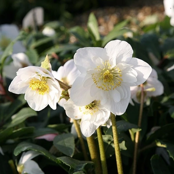 Helleborus Niger Harvington Hybrids Double-flowered 2 Helleborus Niger Harvington Hybrids Double-flowered - Image 2
