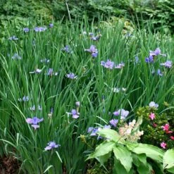 New Release -Pure Botanica pl0000078299 card2 lg