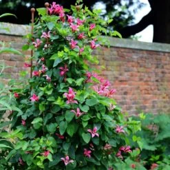 Clematis 'Princess Diana' -Pure Botanica pl1000000211 card3 lg