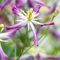 Clematis × Triternata 'Rubromarginata' 6 Clematis × Triternata 'Rubromarginata' -Pure Botanica pl1000000212 card3 lg