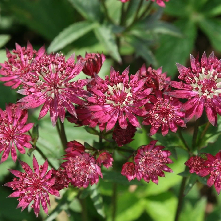 Astrantia Major 'Ruby Wedding' 1 Astrantia Major 'Ruby Wedding'