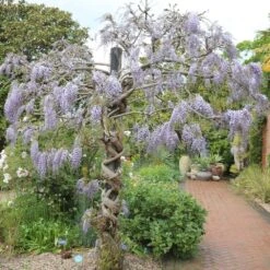 Wisteria Floribunda 'Domino' 5 Wisteria Floribunda 'Domino' -Pure Botanica pl2000002750 card3 lg