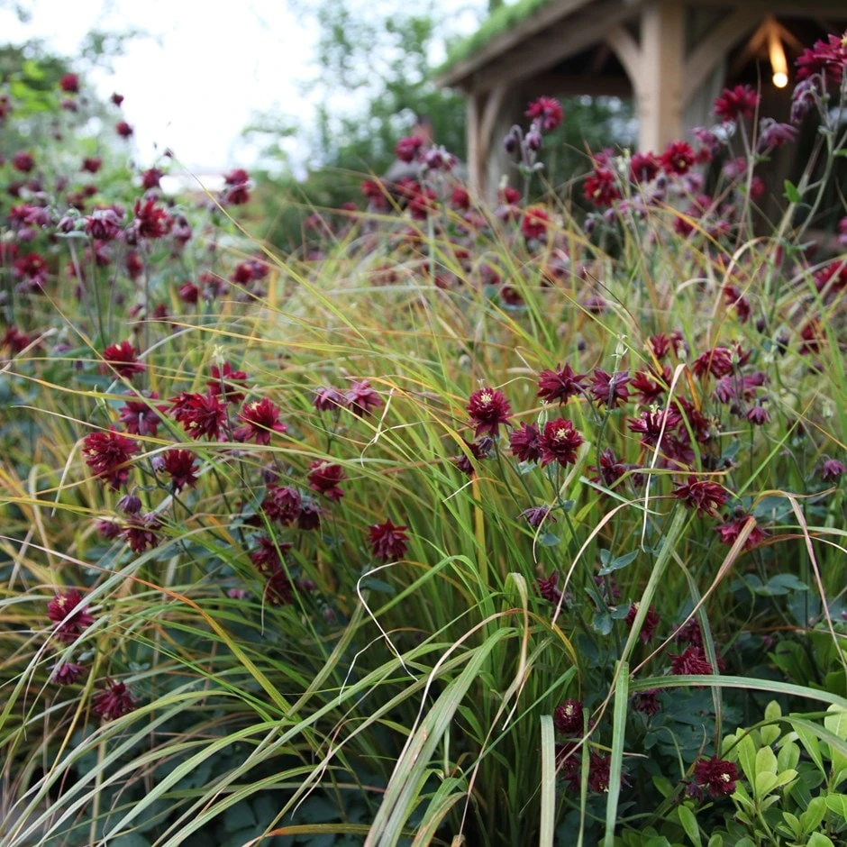 Aquilegia & Anemanthele Plant Combination 1 Aquilegia & Anemanthele Plant Combination