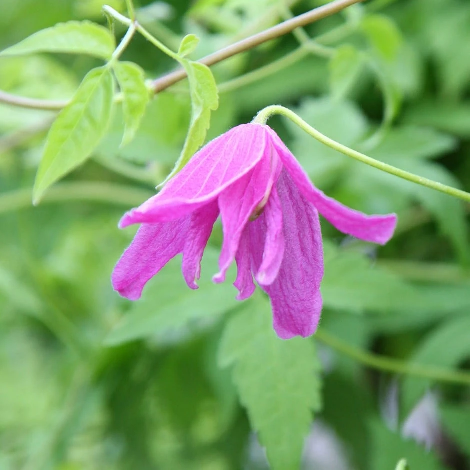 Clematis 'Constance' 1 Clematis 'Constance'