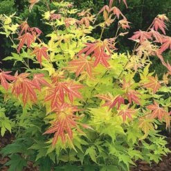 Acer Palmatum 'Orange Dream'