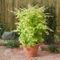 Acer Palmatum 'Orange Dream' -Pure Botanica pl2000004371 card3 lg