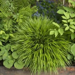 Hakonechloa Macra -Pure Botanica pl2000004400 card3 lg