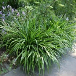 Hakonechloa Macra -Pure Botanica pl2000004400 card4 lg