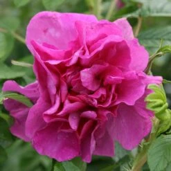 New Release 9 Rosa 'Roseraie De L'Haÿ'