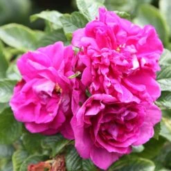 Rosa 'Roseraie De L'Haÿ' -Pure Botanica pl2000004696 card3 lg