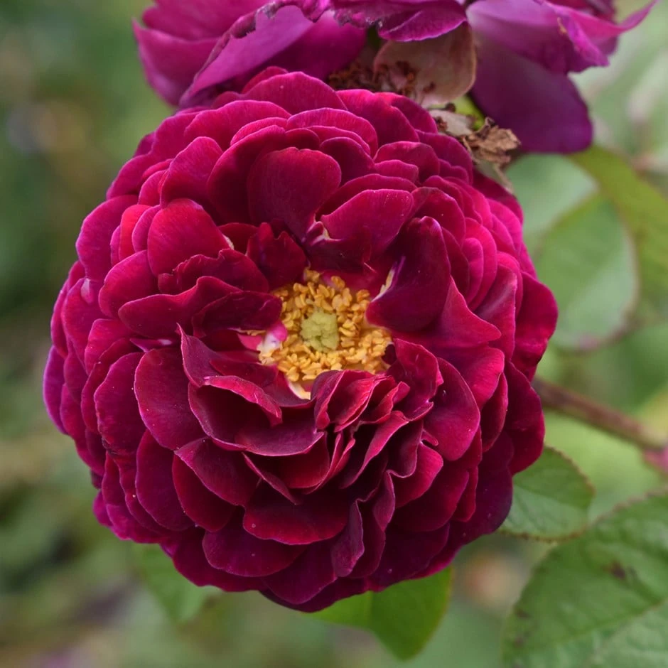Rosa 'Tuscany Superb' 1 Rosa 'Tuscany Superb'