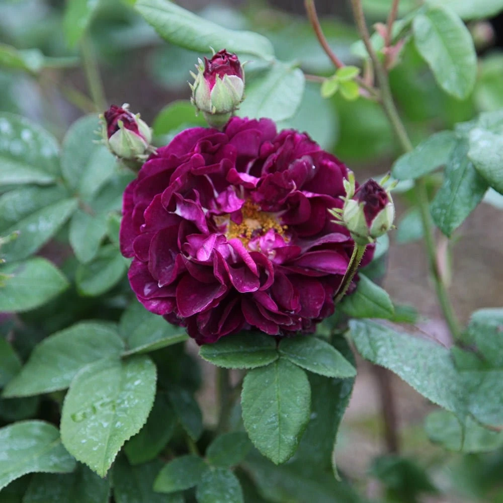 Rosa 'Tuscany Superb' 2 Rosa 'Tuscany Superb' - Image 2