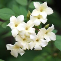 Jasminum Officinale Devon Cream (PBR) -Pure Botanica pl2000004963 card4 lg